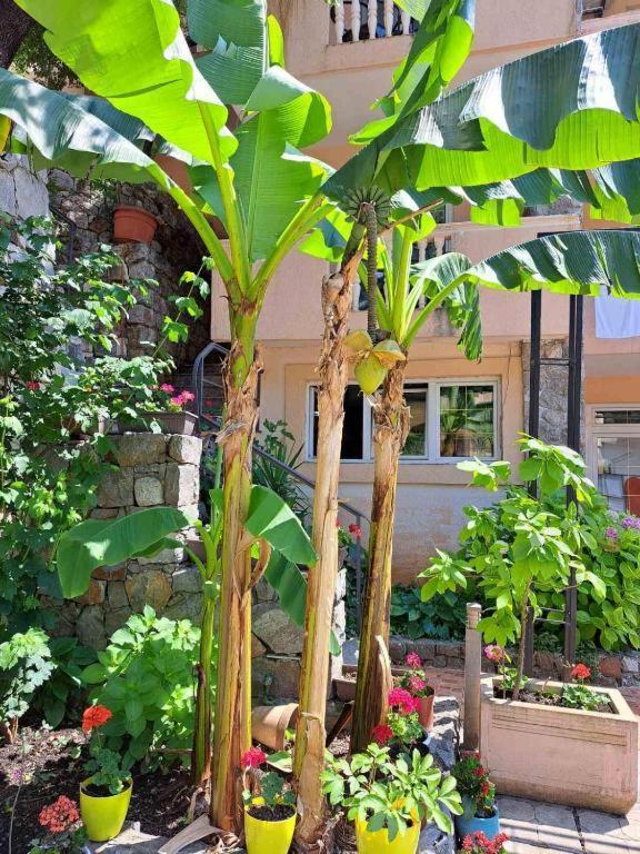 Апартаменти Violit Apartments&restaurant *